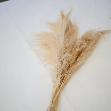 We Summer * ダシア